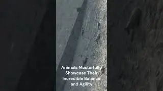 Get Ready to Be Amazed: Animals Masterfully Showcase Their Incredible Balance and Agility