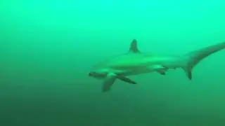 Frontier Scuba - Thresher shark
