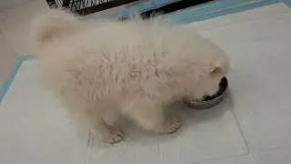 2個月大：狐狸犬球球吃飯時間到了，超期待😀👍