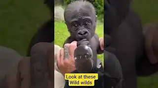 wild creatures #animals #cute #monkey #beautifulanimals