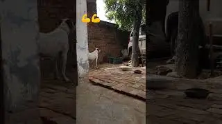 Pitbull Best l #pitbull #ytshorts #pitbullpuppy #doglover #puppy #dog #instareels #lovely #safey