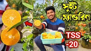 কমলালেবুর সবচেয়ে মিষ্টি একমাত্র বারোমাসি জাত। সর্বপ্রথম ফল হলো Gardener Friend এর ছাদ বাগানে।