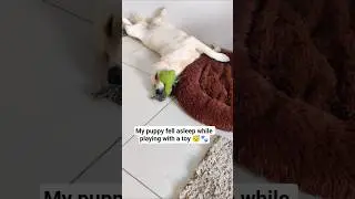 My puppy fell asleep with a toy in mouth😴😅#goldenretriever #shorts#pets#funny#cute #dog#ytshorts