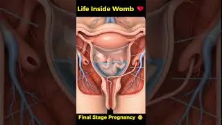 Final Stage Pregnancy🌸Baby Surrounded by Amniotic Fluid #short #miracleinmotion #pregnant  #baby