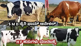 S M D ಡೈರಿ ಫಾಮ್ ಆನೇಕಲ್ H F ಹಸುಗಳು ಮಾರಟಕ್ಕೆ S M D DAIRY FARM ANEKAL H F COWS FOR SALE