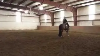 BMQ Hez Decked Out 08 AQHA/APHA all around gelding