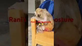 Rani's sitting posture #ranivlogrbl #monkey #akashrbl #funny #queenrbl #trending #youtubeshorts
