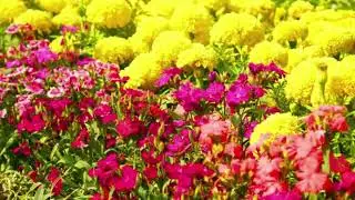 A vibrant display of two distinct types of garden flowers, yellow Marigolds and Magenta Dianthus