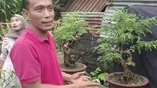 CEK HARGA BONSAI TERBARU DI BU LIA. 0813-3538-4351