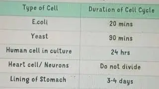 Cell Cycle Duration &ndash; Fastest & Slowest Dividing Cells Explained!