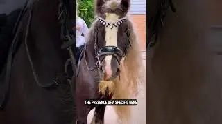 Did you know that horses can also grow mustaches?