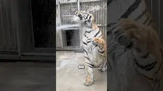 Этому тигру наплевать на опасность #животные #тигр #милый