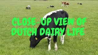 Close-up view of the Farm animals in Netherlands        #Dutch #farmanimals #cows #sheep