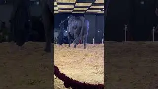 Masha Allah #bakraeid #cow #cattlefuns #mandibakra