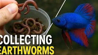 Collecting earthworms to feed bettas