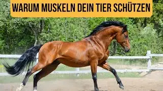 Muskelaufbau bei Hund & Pferd, warum Muskeltraining kein Luxus ist