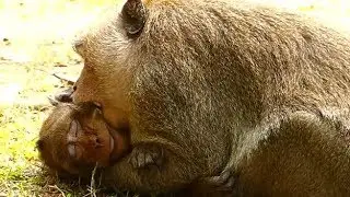 GOD HELP Sweet Pea Monkey | Sweet Pea B.ITE By King Marcus | Sweet Pea Monkey Brave | Monkey Crying