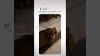 #funny #hellcat #car