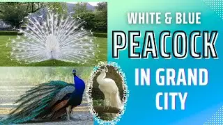 White & Blue Peacock in Grand city of Jehlum || #citytour #conservation #peacocks #pets #wildlife