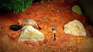 Gray fox kit