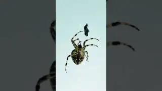Close Up Macro - Spider Checking Out it&rsquo;s Captured Prey
