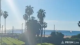 Los Angeles Beach LIVE 🌞⛵ Sunny Day Watching Sailboats & Beach Life #beach #sunny #losangeles