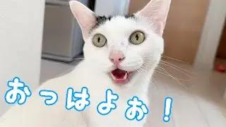 「おはよ」を何回も言ってくれるお喋り猫チロさん！