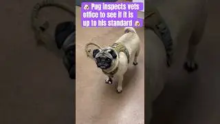 🐶 Pug Inspects Vet&rsquo;s Office to See If It&rsquo;s Up to His Standard! 🐾