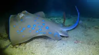 Han&rsquo;s Reef. Night dive. Gili Air. Lombok.(Indonesia) Gili Air Divers. Yellowmouth Moray