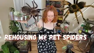 Cute Spiders Get New Upgraded Homes! Rehousing My Pet Spiders!