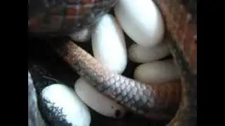 Yellow Rat Snake (Pantherophis obsoletus quadrivittatus) Laying an Egg
