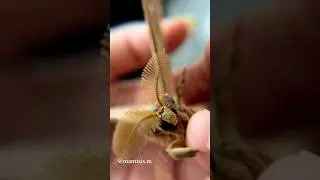 Male vs female moth (Chinese Tussar Moth)