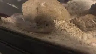Snake/Voice reveal! :)