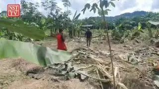 Farmers left to rue losses after wild elephants destroy banana, coconut trees