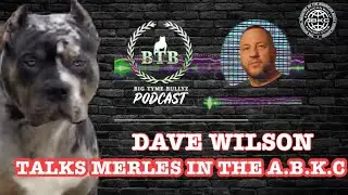 DAVE WILSON | MERLES IN THE ABKC | AMERICANBULLY