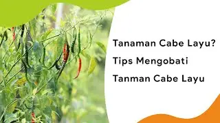 Manjur! Cara Mengatasi Tanaman Cabe Layu