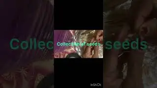 Adenium(desert rose)seed collection