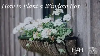 How to Plant a Window Box | At Home with Ruth McKeaney | A Series with Homeworthy
