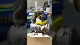 Baby Marmoset Monkey Chaos