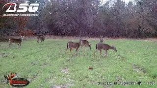**Deer Season Update 2018** Planting a Small Food Plot!!! (Oats & Wheat) - VLOG - South Carolina
