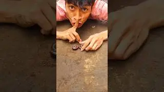 The camera stood ready, recording the moment the millipede rose from its circle of slumber