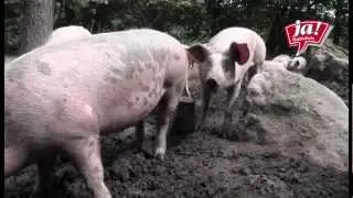 Bio-Freilandschweine im Waldviertel