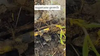 sugarcane growth #farmingtraditions #agriculture #sugarcane