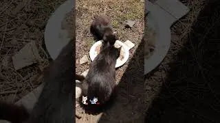Feeding  Adorable Stray Cats & Kittens - Sydney 25.1.2026