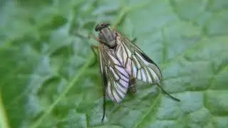 Broekbos snipvlieg - Rhagio vitripennis