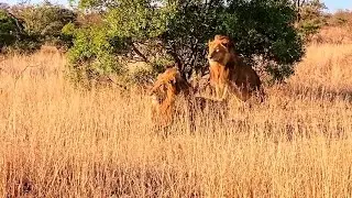 Black Dam Male Lion & Avoca Male Following  a Buffalo Herd | 17 July 2025