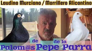 Pepe de la Parra nos enseña sus Laudinos Murcianos y Morrilleros Alicantinos plena temporada de cría
