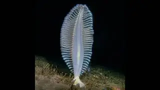 Fakta Ordo Pennatulacea