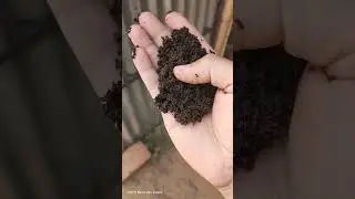 New life organics vermicompost quality 😀