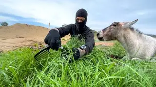 ASMR | Cutting Grass with Scissors Hair Cut